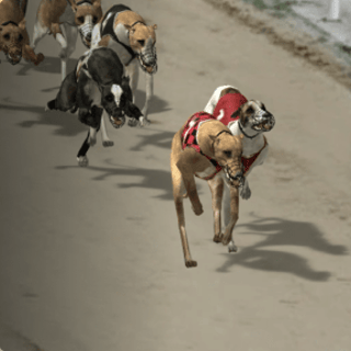 Greyhound